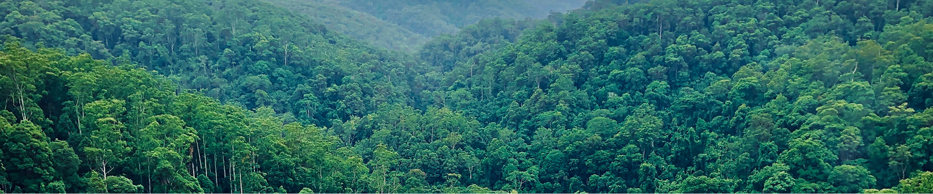 Dark green forest mountain