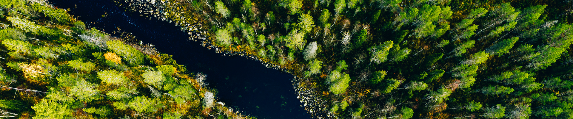 Bird's eye view of green forestry scene with a stream of dark blue water