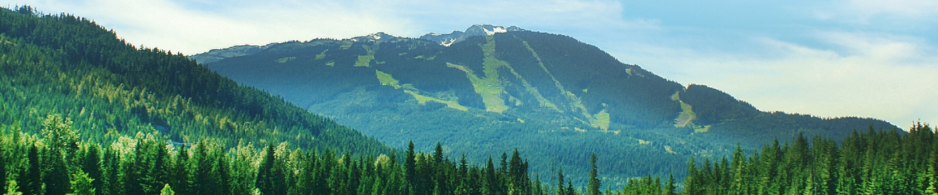 Paysage de forêt de montagne verte