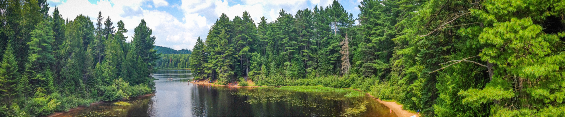 Forêt verte avec un ruisseau d'eau sombre avec une teinte brun-orange de sable enveloppant le ruisseau.