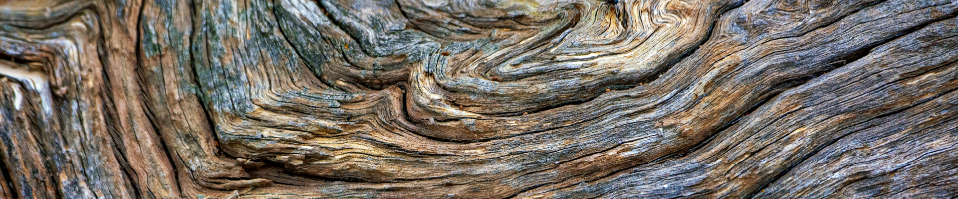 Photo en gros plan de l'écorce brune et grise d'un arbre 